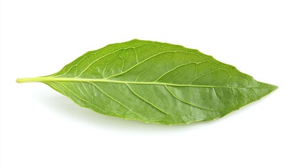Obraz premium Single vibrant green basil leaf isolated on white background.