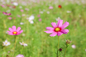 맑은날씨에 피어난 계절꽃 코스모스 제주 제주시 애월읍 상귀리 항몽유적지