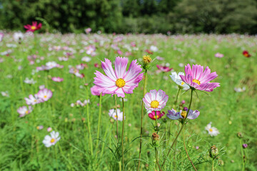맑은날씨에 피어난 계절꽃 코스모스 제주 제주시 애월읍 상귀리 항몽유적지