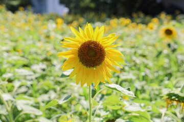 맑은날씨에 피어난 계절꽃 해바라기 제주 제주시 애월읍 상귀리 항몽유적지