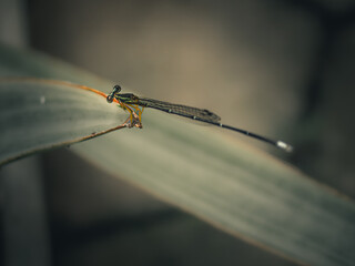 Close-up of a delicate damselfly perched on a leaf, showcasing intricate details of its slender body and translucent wings. Captured with a soft-focus background for a natural and serene aesthetic