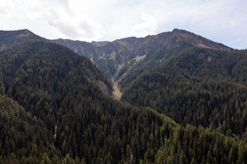 Forest in a mountain in France