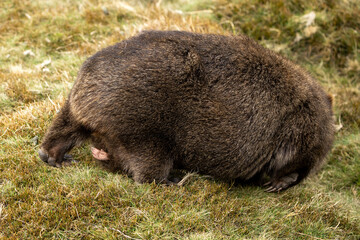 The bare-nosed wombat, also known as the common wombat, is the world's largest burrowing herbivorous mammal.  Here with Joey in her pouch.