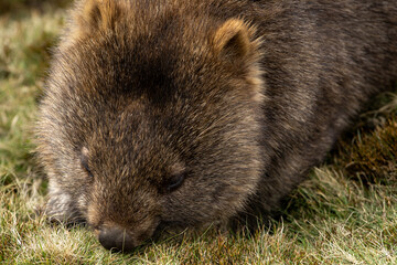Obraz premium The bare-nosed wombat, also known as the common wombat, is the world's largest burrowing herbivorous mammal. 