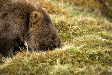 The bare-nosed wombat, also known as the common wombat, is the world's largest burrowing herbivorous mammal. 