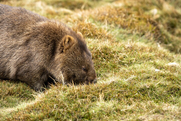 The bare-nosed wombat, also known as the common wombat, is the world's largest burrowing herbivorous mammal. 
