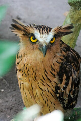 a very cute brown owl with yellow eyes