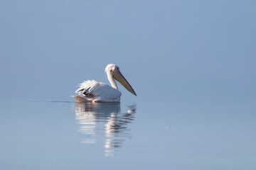 African wild birds. A lone white pelican on a blue lagoon on a sunny day
