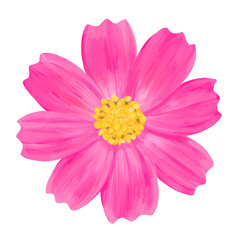 ピンクのコスモスの花のイラスト