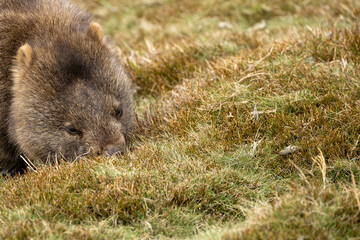 The bare-nosed wombat, also known as the common wombat, is the world's largest burrowing herbivorous mammal. 