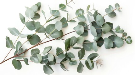 Eucalyptus Leaves on a White Background