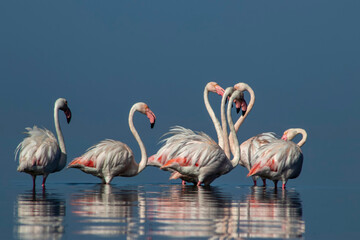 African wild birds. A flock of great flamingos on the blue lagoon against the bright sky