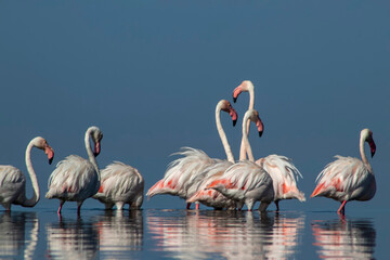 Exclusive Premium Shot: Flock of Great Flamingos in African Blue Lagoon, Luxury Wildlife Photography