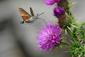 Taubenschwänzchen (Macroglossum stellatarum) an Weg-Distel (Carduus acanthoides) // Hummingbird hawk-moth on spiny plumeless thistle © bennytrapp