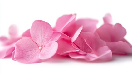 Delicate pink flower petals scattered on white background. (1)