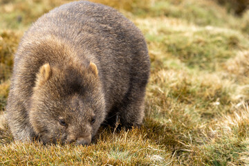 The bare-nosed wombat, also known as the common wombat, is the world's largest burrowing herbivorous mammal. 
