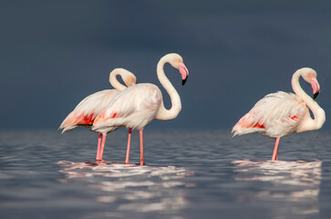 Wild African birds. Flock of pink flamingos in  a blue  water reflection on a summer day