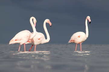 Wild African birds. Flock of pink flamingos in  a blue  water reflection on a summer day