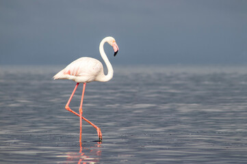 Wild African birds. A lone great African flamingo on a blue lagoon against a bright sky background