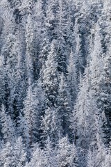 Winter wonderland. Snowy trees blanket a mountainside forest. Nature's beauty in a snowy landscape. , Cody, Wyoming, USA.