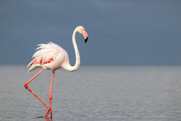 African wild birds. Lone great flamingo on the blue lagoon in the morning