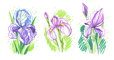 A creative set of irises, purple flowers, hand-drawn doodles with a felt-tip pen, an illustration on a white background. Lilac spring flowers, drawing with markers.