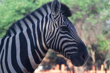 Fototapeta premium A wild African animal. Close-up of a mountain zebra on the grassland