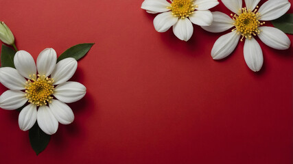 Obraz premium White dahlia daisies flowers and blank card on red background. Flat lay, top view.