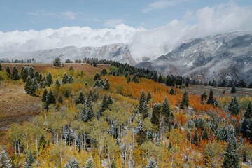 Autumn foliage on a mountainside, dusted with fresh snow. Colorful aspen and pine trees blanket the...