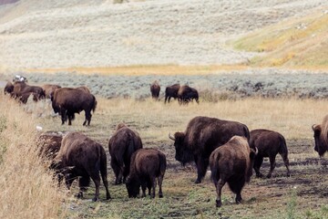 Wild bison grazing in a grassy meadow. A herd of bison peacefully foraging. , Yellowstone National...