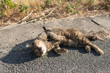 寝ころがってアピールする可愛い野良猫