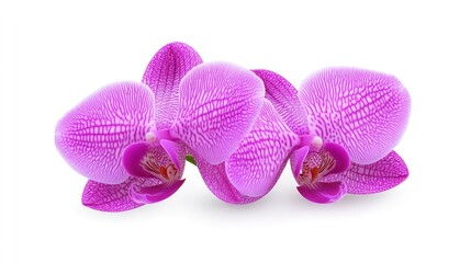 A vibrant cluster of pink orchids showcasing natural beauty.