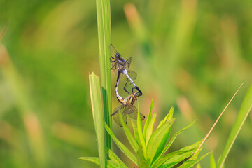 シオカラトンボ