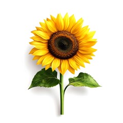 Fototapeta premium Vibrant Sunflower Bloom with Green Stem Against White Background