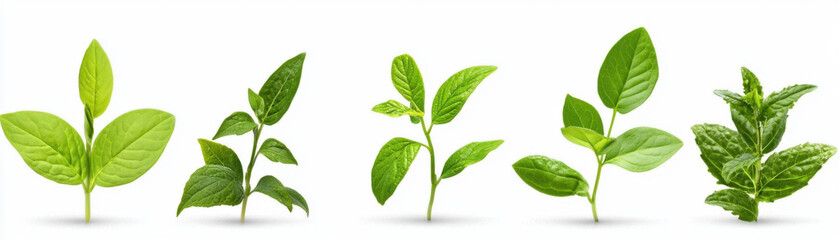 Obraz premium Fresh green leaves showcasing various plant types and textures