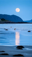 Coastal Seal Moonlit Beach Night Seascape Norway.