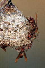 wasps group together when making a home