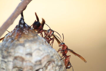 wasps group together when making a home
