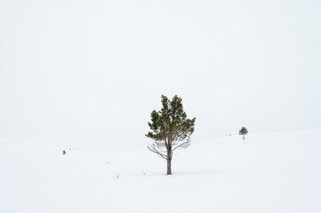 Lonely pine tree in wintry landscape in Inari, Finnish Lapland