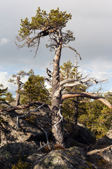 Old pine tree on a rocky hill in Finnish Lapland
