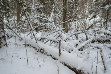 Winter forest. Trees covered with snow in the Estonian countryside on a  cloudy winter day. Saula, Estonia.