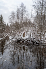 Beautiful winter landscape of Blue Springs of Saula on a cloudy winter day. Estonia.