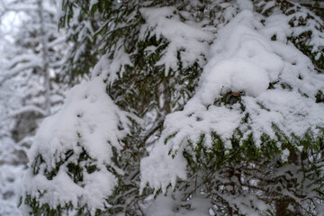 Close up photo of beautiful branch of spruce covered with snow. Christmas tree in nature. Green spruce close up. 