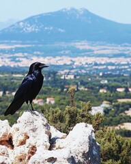 A raven perched on a rock with a scenic mountainous landscape in the background.
