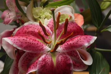 Detailed Close-Up of a Pink and White Lily