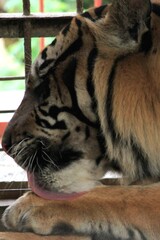 Naklejka premium Tigers have thick, patterned skin