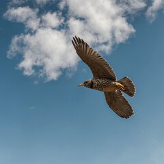 Obraz premium Low-angle shot of a bird in flight.