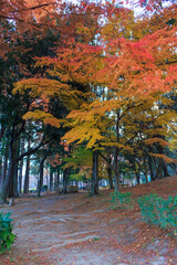 Naklejka premium 紅葉