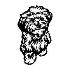 Goldendoodle Dog Breed - Pet Vector Cut file, Dog Silhouette Stencil - Cricut file