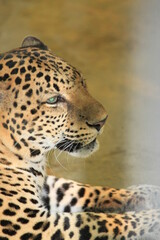 Obraz premium Tigers have thick, patterned skin